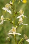 Platanthera chlorantha