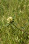 Trifolium ochroleucon