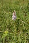 Dactylorhiza maculata