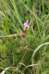 Pedicularis sylvatica