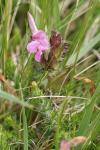 Pedicularis sylvatica