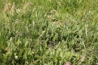 Cirsium dissectum