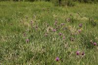 Cirsium dissectum