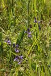 Polygala vulgaris