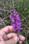 Dactylorhiza majalis