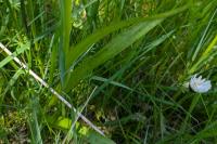 Dactylorhiza majalis