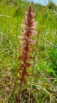 Orobanche amethystea