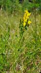 Genista tinctoria