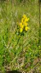 Genista tinctoria