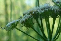 Oenanthe pimpinelloides