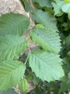 Ulmus laevis