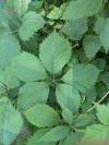 Parthenocissus inserta