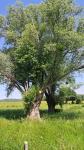 Salix alba