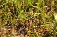 Pilularia globulifera