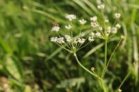 Trocdaris verticillatum