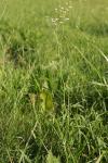 Trocdaris verticillatum