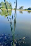 Typha angustifolia