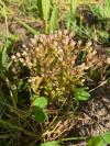 Sedum villosum