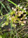 Sedum villosum