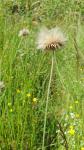 Cirsium dissectum