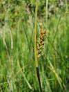 Carex panicea