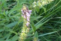 Stachys palustris