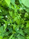Stellaria aquatica