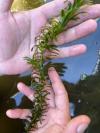 Elodea densa