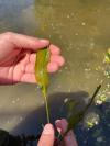 Potamogeton lucens