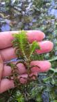 Groenlandia densa