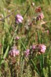 Erica tetralix