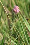 Erica tetralix