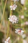 Cuscuta epithymum