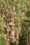 Cuscuta epithymum