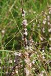 Cuscuta epithymum