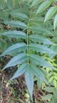 Ailanthus altissima