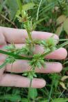 Cyperus eragrostis