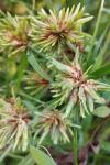 Cyperus eragrostis