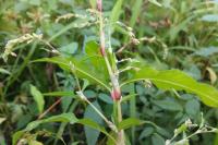 Persicaria hydropiper