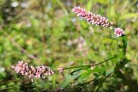 Persicaria maculosa