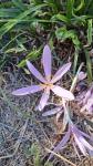Colchicum autumnale