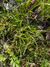 Cyperus michelianus