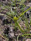 Carex bohemica