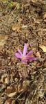 Colchicum autumnale