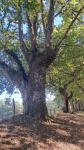 Quercus robur