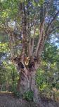 Castanea sativa
