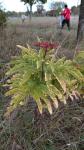 Sambucus ebulus