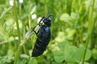Meloe violaceus