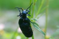 Meloe violaceus