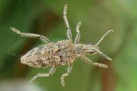 Rhagium inquisitor